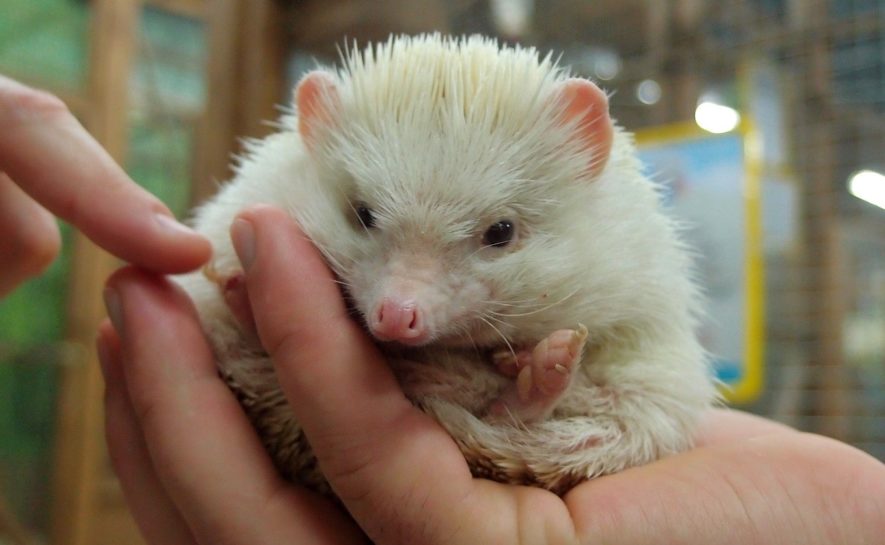 to illustrate animal handling page