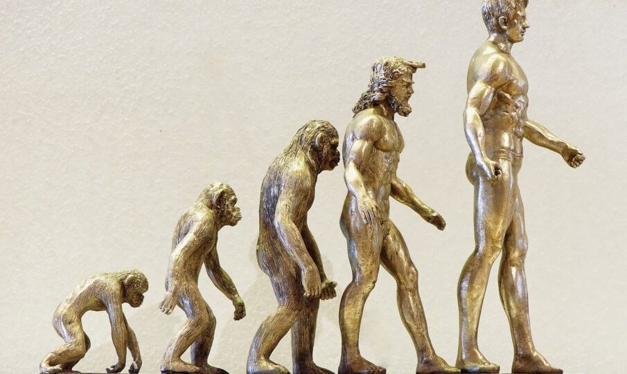 evolution of man
